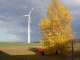 Weiß-Birke mit Herbstlaub; Einsatz: Zierbaumsehr frosthart;;mit zeitnaher Lieferung
