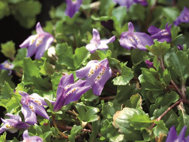 Mazus reptans mit Blüte; Einsatz: ;;ab 5,10 Euro