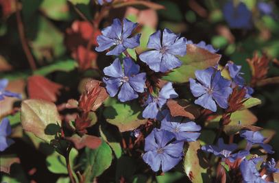 Ceratostigma plumbaginoides mit Blüte; Einsatz: ;;ab 4,65 Euro