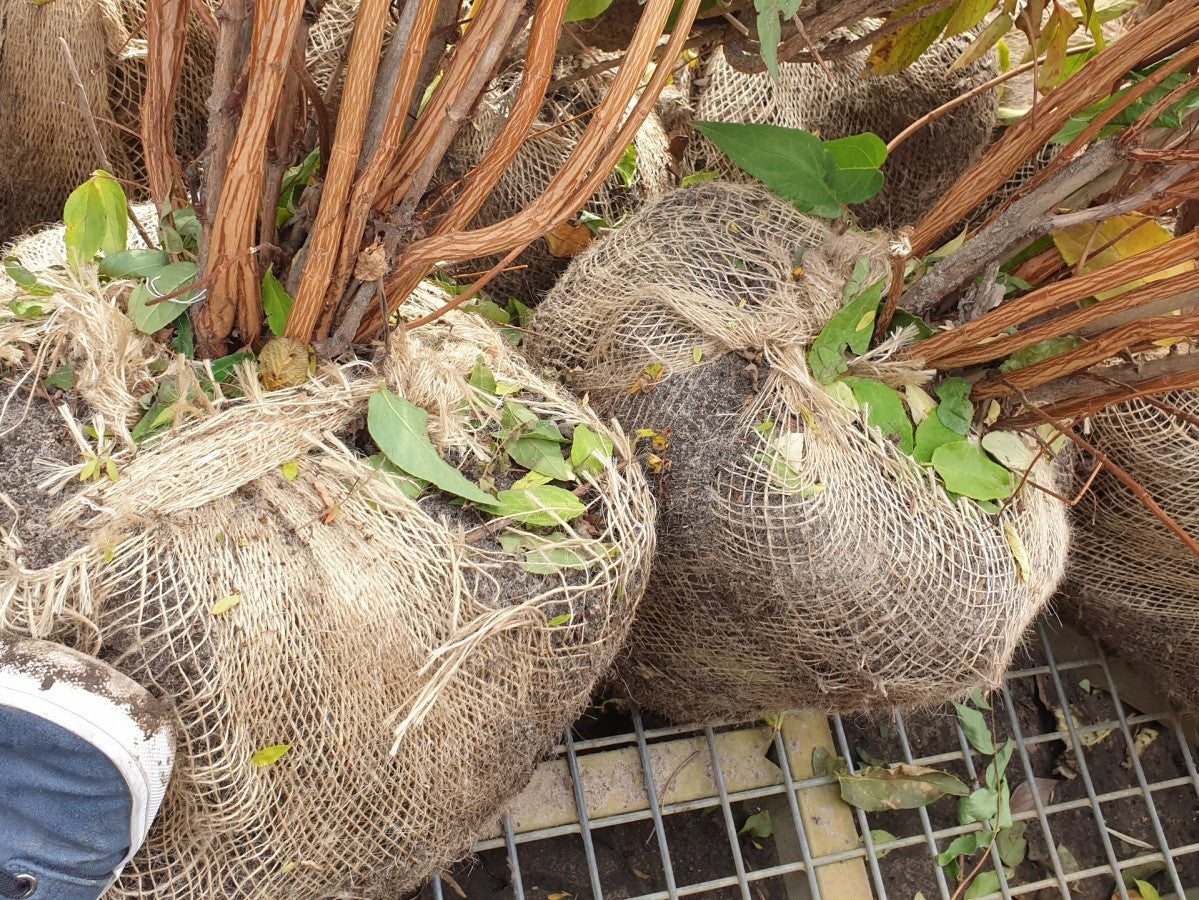 Hoher Sternchenstrauch; hier als Ballenpflanze; blühfreudig; Einsatzmöglichkeit z.B. : Solitärgehölz; erhältlich von 40-60 bis 200-250 cm;;hier kaufen