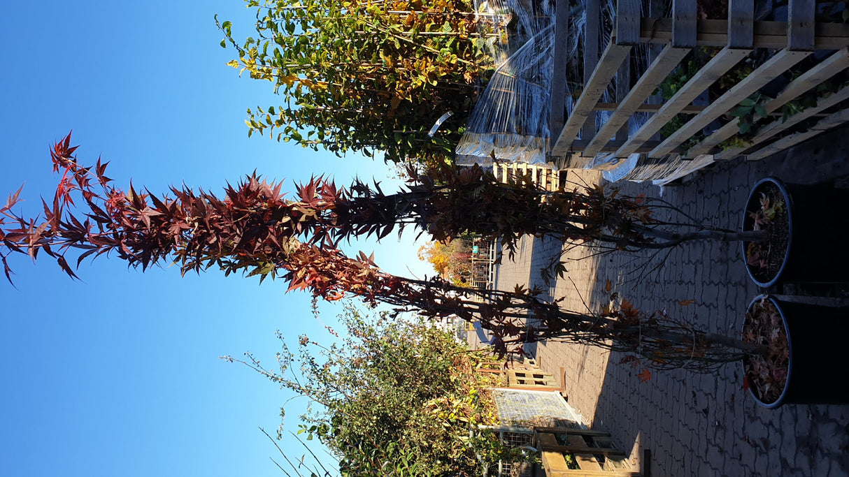 acer palmatum 'atropurpureum' Versand, erhältlich als: Solitär; Einsatz: gartenbaumfarbenfrohes Laub;;günstig mit Qualität