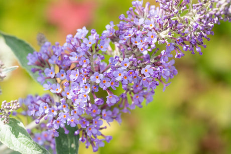 Buddleja 'Lochinch' , erhältlich von 60-100 bis 125-150 cm;;ab 13,00 Euro