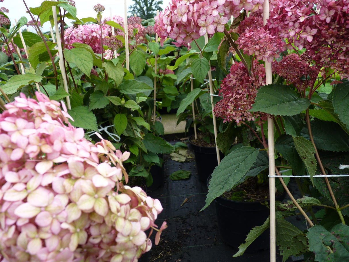 Hydrangea arbor. 'Pink Annabelle' als Pflanze im Beet, erhältlich als: ; Einsatz: Beet- und Rabattenbepflanzungpflegeleicht;;günstig mit Qualität