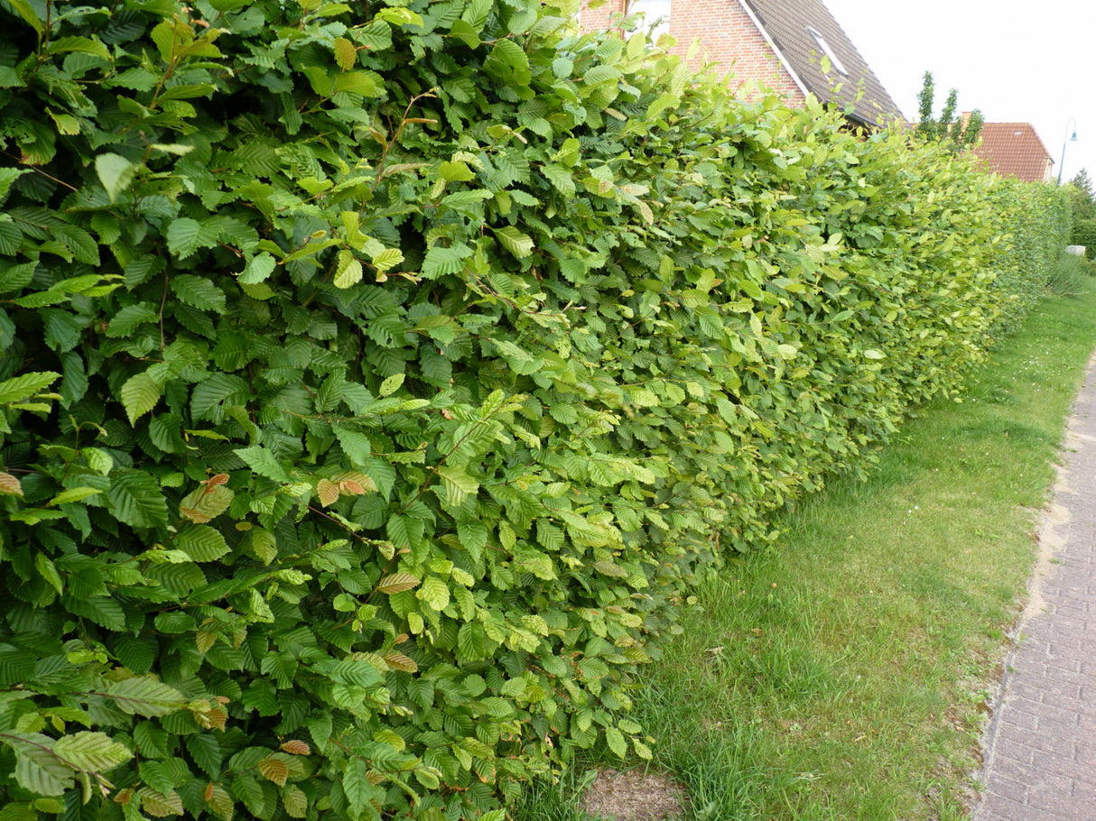 Carpinus betulus als Heckedicht wachsend;;mit zeitnaher Lieferung