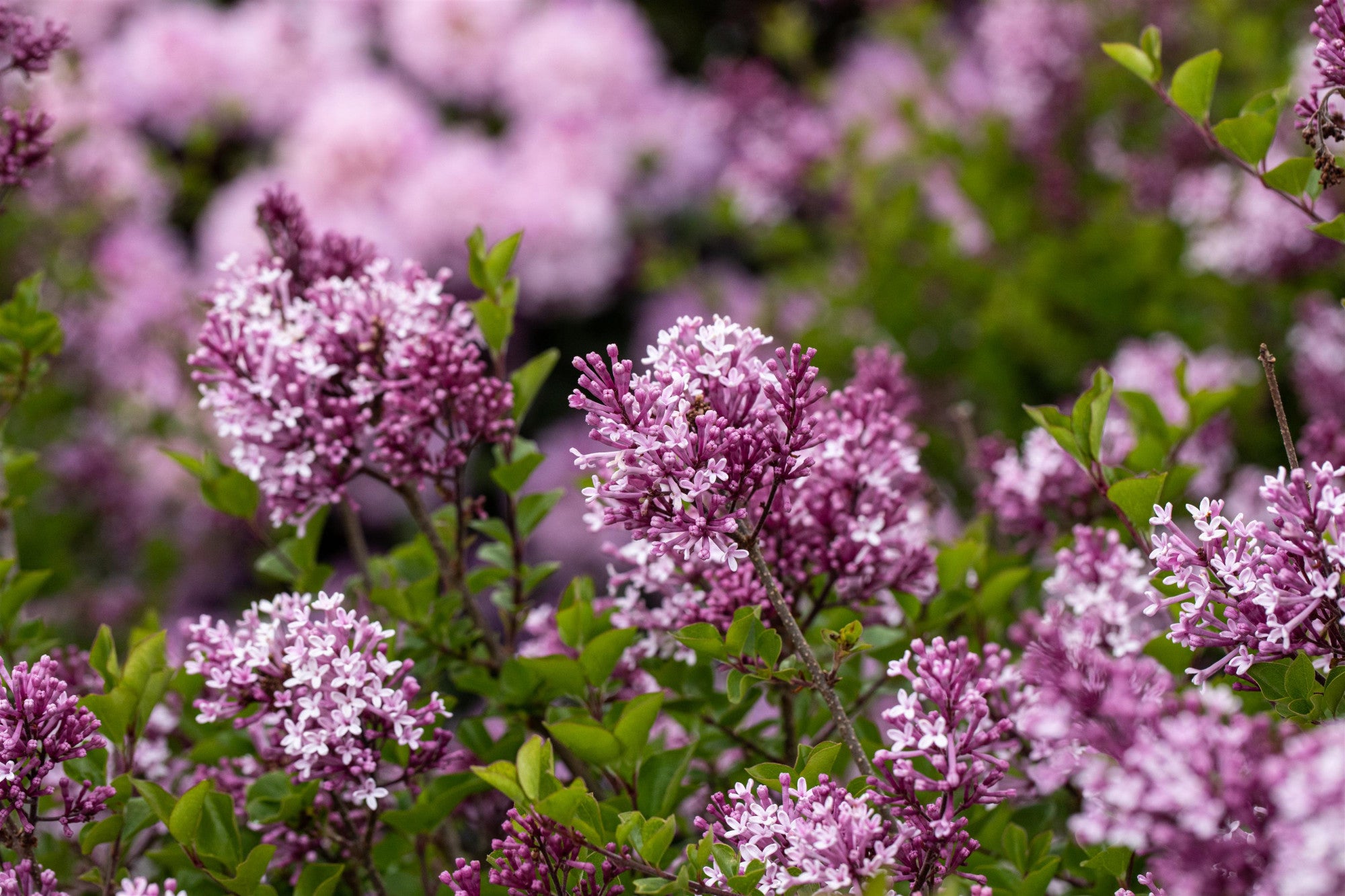 Syringa meyeri 'Palibin' (Meyer's Flieder 'Palibin')