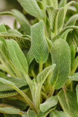 Salvia officinalis i. S.; aromatisch;;ab 0,00 Euro