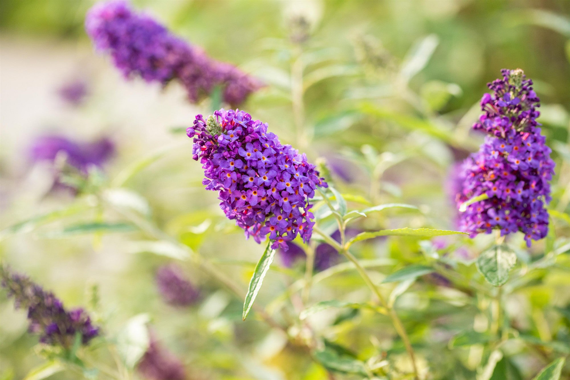 Buddleja 'Buzz Sky Blue' (Sommerflieder 'Buzz Sky Blue' -R-)