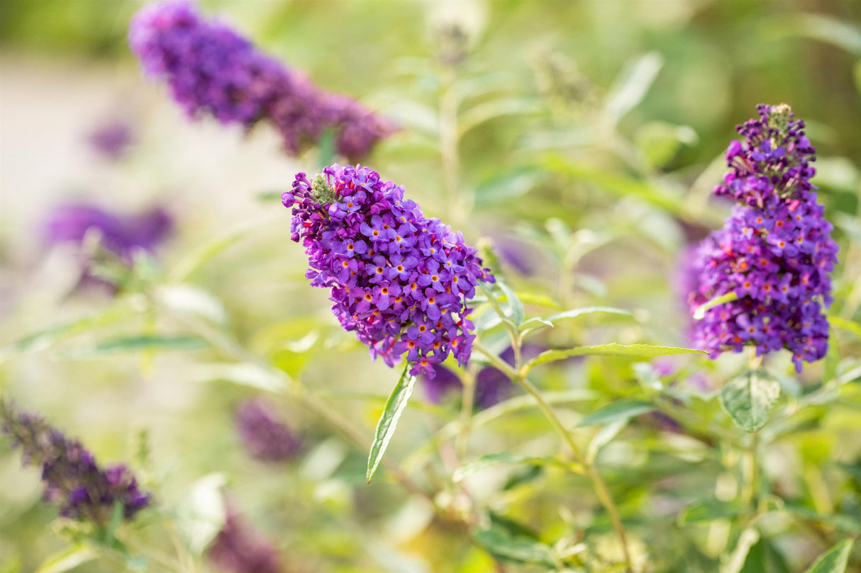 Buddleja 'Buzz Sky Blue' , erhältlich von 40-60 bis 40-60 cm;;ab 11,70 Euro