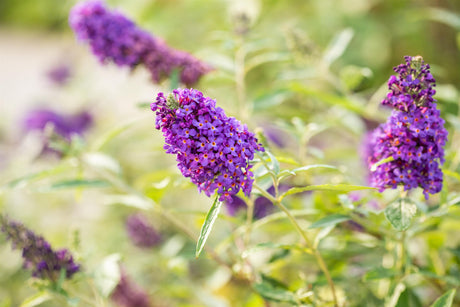 Buddleja 'Buzz Sky Blue' , erhältlich von 40-60 bis 40-60 cm;;ab 11,70 Euro