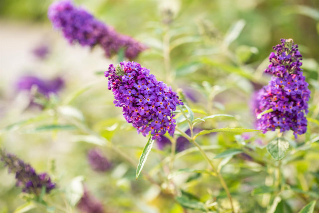 Buddleja 'Buzz Sky Blue' , erhältlich von 40-60 bis 40-60 cm;;ab 11,70 Euro