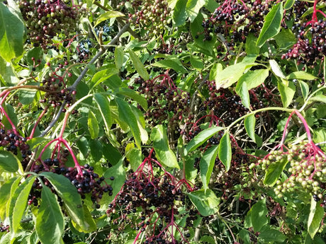 Holler; mit Früchten/Fruchtbehang; vogelnährgehölz; Einsatzmöglichkeit z.B. : Ziergehölz;;mit zeitnaher Lieferung