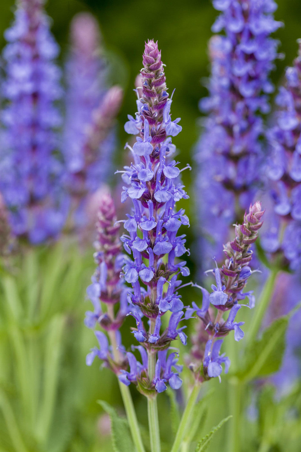 Salvia nemorosa 'Blauhügel' mit Blüte; Einsatz: ;;ab 3,65 Euro