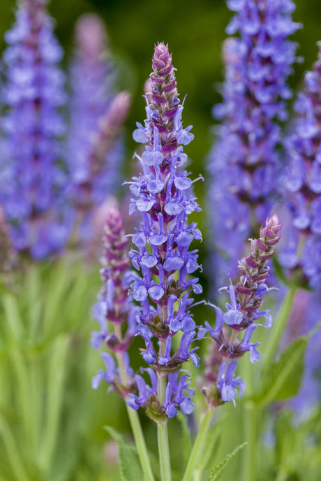 Salvia nemorosa 'Blauhügel' mit Blüte; Einsatz: ;;ab 3,65 Euro