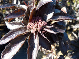 Sambucus nigra f. porphyrophylla 'Black Tower' mit Sommerbelaubung; Einsatz: Heckenpflanzepflegeleicht;;mit zeitnaher Lieferung