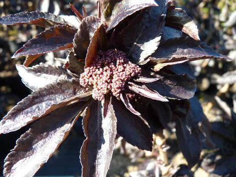 Schwarzer Holunder 'Black Beauty'; hier mit Sommerbelaubung; pflegeleicht; Einsatzmöglichkeit z.B. : Heckenpflanze;;günstig mit Qualität
