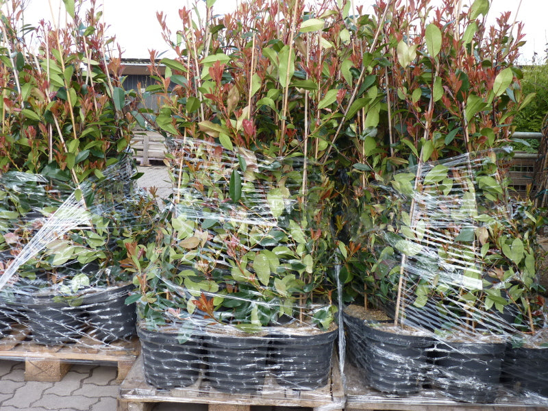 Photinia fraseri 'Red Robin' Versand; Einsatz: ;;ab 17,00 Euro