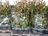 Photinia fraseri 'Red Robin' Versand; Einsatz: ;;ab 17,00 Euro