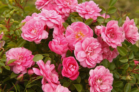 Rosa 'Sweet Knirps' BDR mit Blüte; Einsatz: ;;ab 8,10 Euro