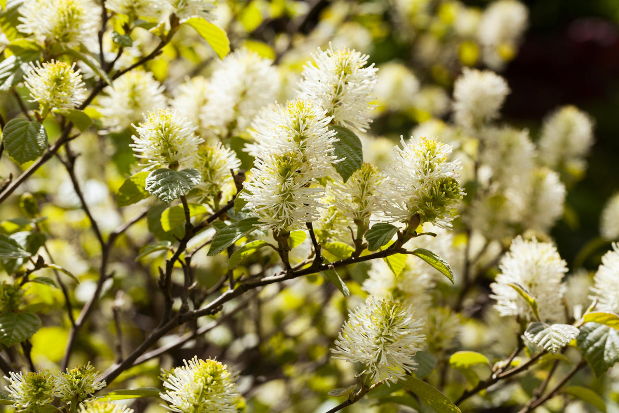 Fothergilla major mit Blüte, erhältlich von 40-60 bis 40-60 cm; Einsatz: ;;ab 53,50 Euro