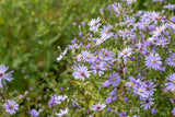 Aster ericoides 'Blue Wonder'; hier mit Blüte; lange Blütezeit; Einsatzmöglichkeit z.B. : Steingärten;;ab 0,00 Euro