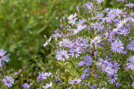 Aster ericoides 'Blue Wonder' mit Blüte; Einsatz: ;;ab 5,60 Euro