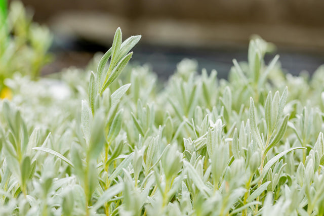 Cerastium tomentosum var. tomentosum ;;ab 2,88 Euro