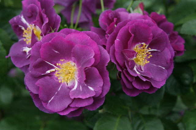 Rosa 'Rhapsody in Blue' BT mit Blüte; Einsatz: ;;ab 10,90 Euro