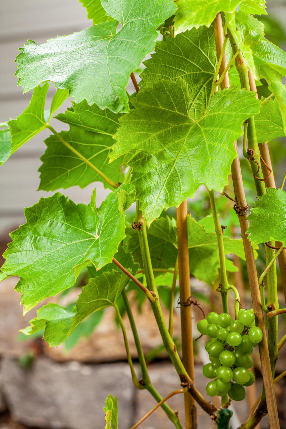 Vitis 'Lakemont' , erhältlich von 80-100 bis 80-100 cm;;ab 32,10 Euro