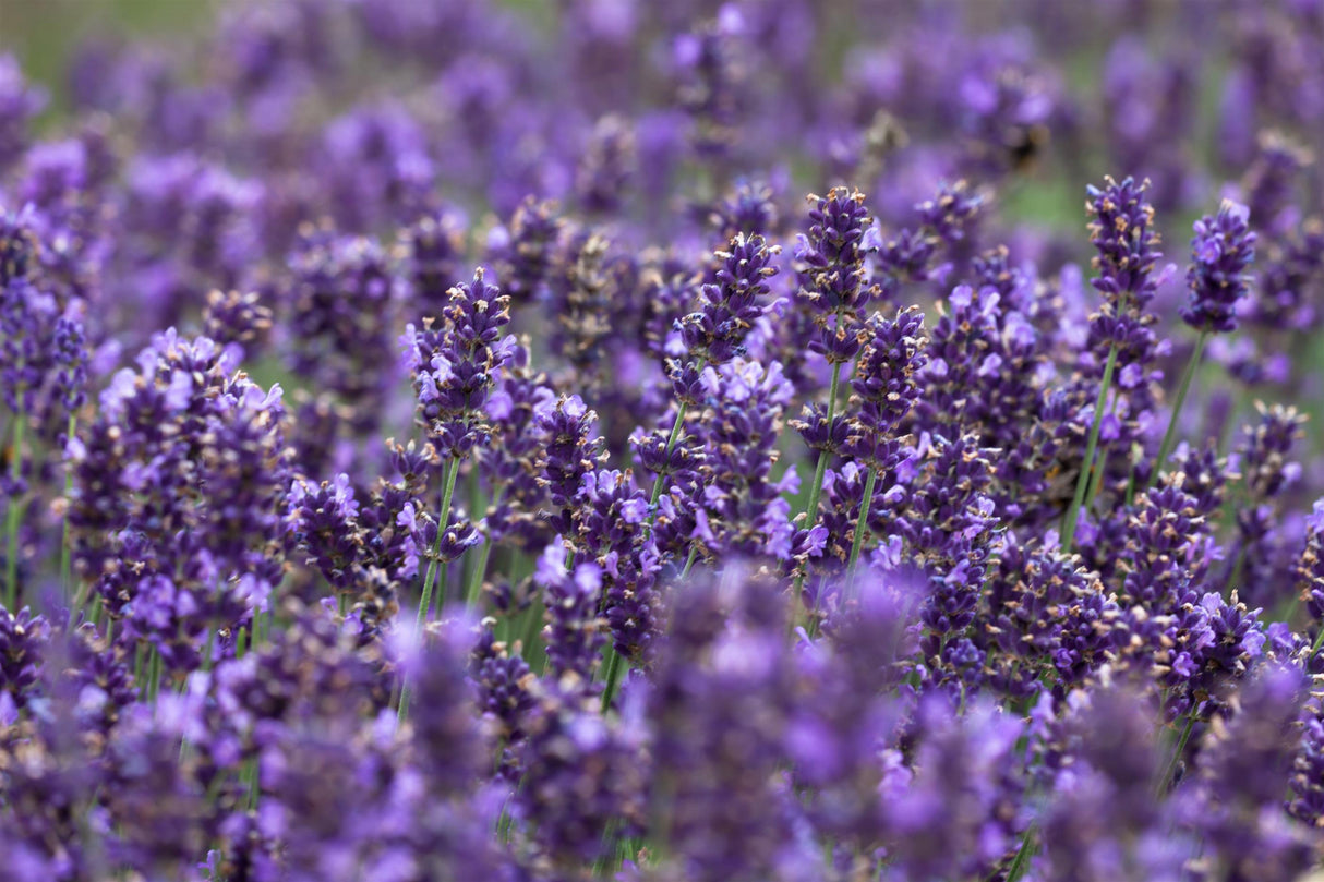 Lavandula angustifolia 'Hidcote Blue' mit Blüte; Einsatz: ;;ab 3,05 Euro