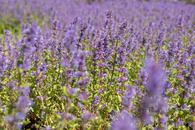 Nepeta racemosa 'Superba' mit Blüte; Einsatz: ;;ab 3,55 Euro
