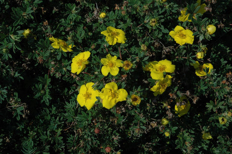 Potentilla 'Goldteppich' mit Blüte, erhältlich von 20-30 bis 40-60 cm; Einsatz: ;;ab 4,10 Euro