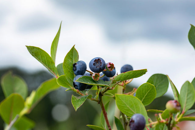 Vaccinium corymb. 'Elliot' mit Früchten, erhältlich von 30-40 bis 40-60 cm; Einsatz: ;;ab 16,90 Euro