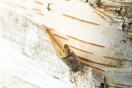Betula papyrifera Rinde, erhältlich von 80-100 bis 450-650 cm; Einsatz: ;;ab 3,25 Euro