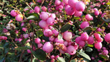 Symphoricarpos doorenbosii 'Magic Berry' , erhältlich von 40-60 bis 40-60 cm, ;;ab 8,10 Euro