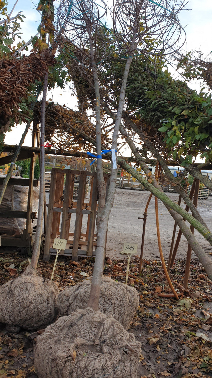 Feld-Ahorn; vorbereitet für Versand; standorttolerant; Einsatzmöglichkeit z.B. : Zierbaum;;mit zeitnaher Lieferung