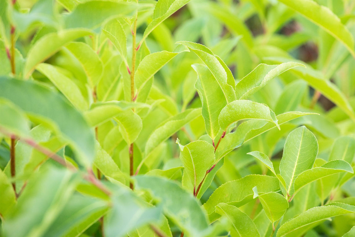 Prunus serotina , erhältlich von 60-100 bis 150-200 cm;;ab 13,00 Euro