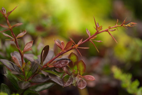 Berberis media 'Red Jewel' , erhältlich von 20-25 bis 30-40 cm;;ab 12,20 Euro