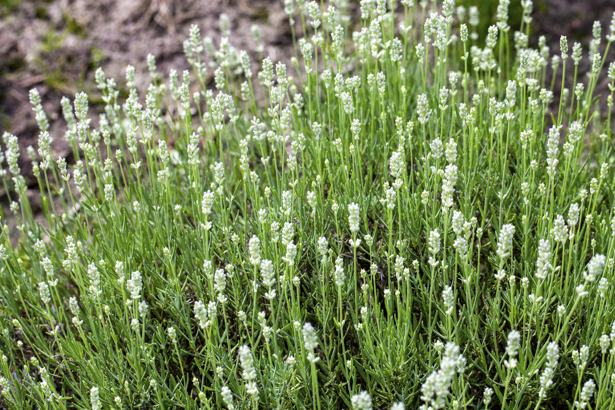 Weißblühender Garten-Lavendel als Pflanze im Beet; Einsatz: anspruchslose Pflanzeanspruchslos;;hier kaufen