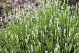 Weißblühender Garten-Lavendel als Pflanze im Beet; Einsatz: anspruchslose Pflanzeanspruchslos;;hier kaufen