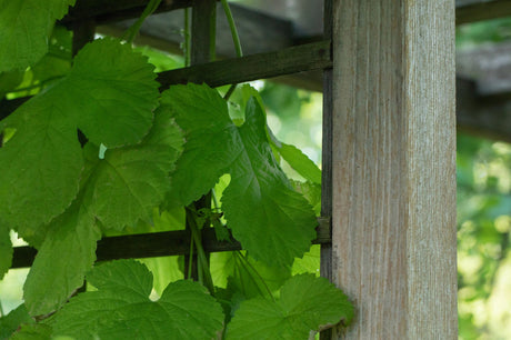 Vitis 'Mitschurinski' mit Sommerbelaubung, erhältlich von 80-100 bis 80-100 cm; Einsatz: ;;ab 25,90 Euro