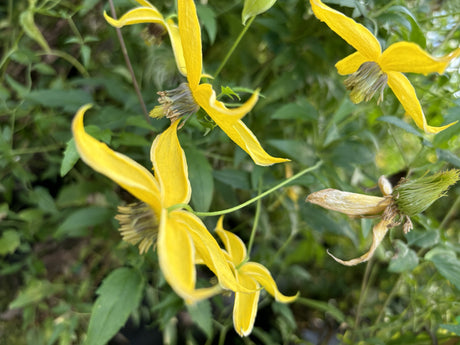 Clematis tangutica mit Blüte, erhältlich von 100-150 bis 150-200 cm; Einsatz: ;;ab 37,40 Euro