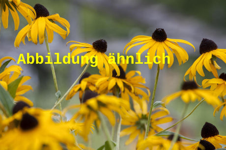 Genaues Foto für Echinacea paradoxa folgt; dieses ähnliche Bild dienst der Illustration von Seltsamer Scheinsonnenhut