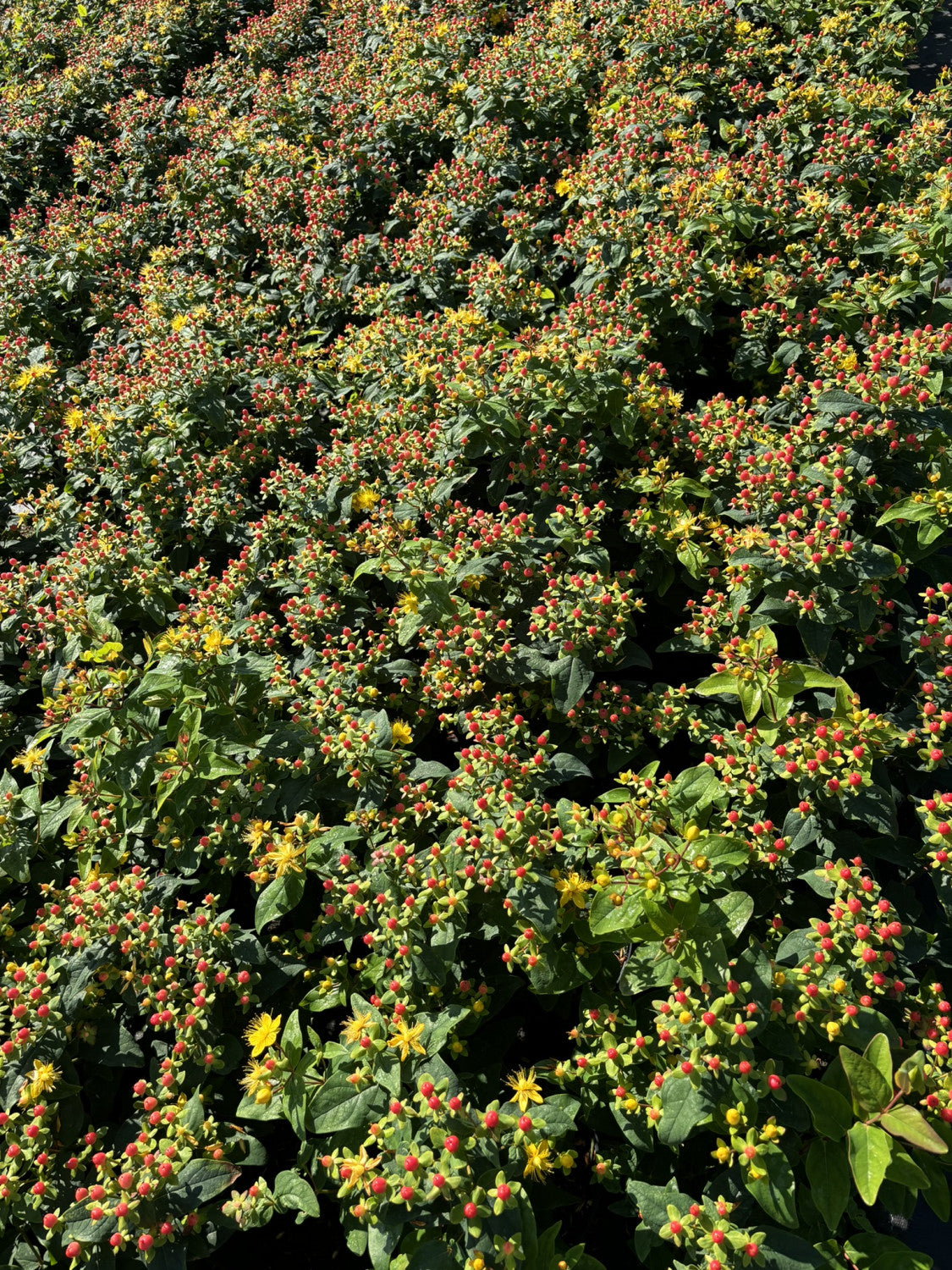 Hypericum androsaemum 'Excellent Flair' mit Früchten, erhältlich von 20-30 bis 30-40 cm; Einsatz: ;;ab 7,75 Euro