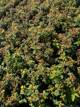 Hypericum androsaemum 'Excellent Flair'; mit Früchten/Fruchtbehang; schöne Blüte; Einsatzmöglichkeit z.B. : Blütenhecke; verfügbar in 2 Größen und Varianten;;ab 10,50 Euro