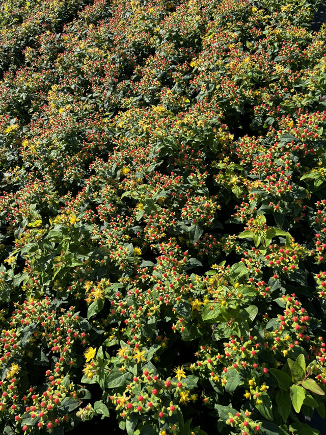 Hypericum androsaemum 'Excellent Flair' mit Früchten, erhältlich von 20-30 bis 30-40 cm; Einsatz: ;;ab 7,75 Euro