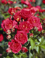 Rosa 'Chilli Clementine' Z; hier mit Blüte; blühfreudig; Einsatzmöglichkeit z.B. : Einzelstellung;;ab 11,10 Euro