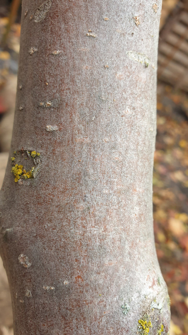 Apfel 'Weißer Klarapfel' früh; Rinde; robust; Einsatzmöglichkeit z.B. : Ziergehölz; erhältlich von 150-200 bis 450-650 cm;;hier kaufen