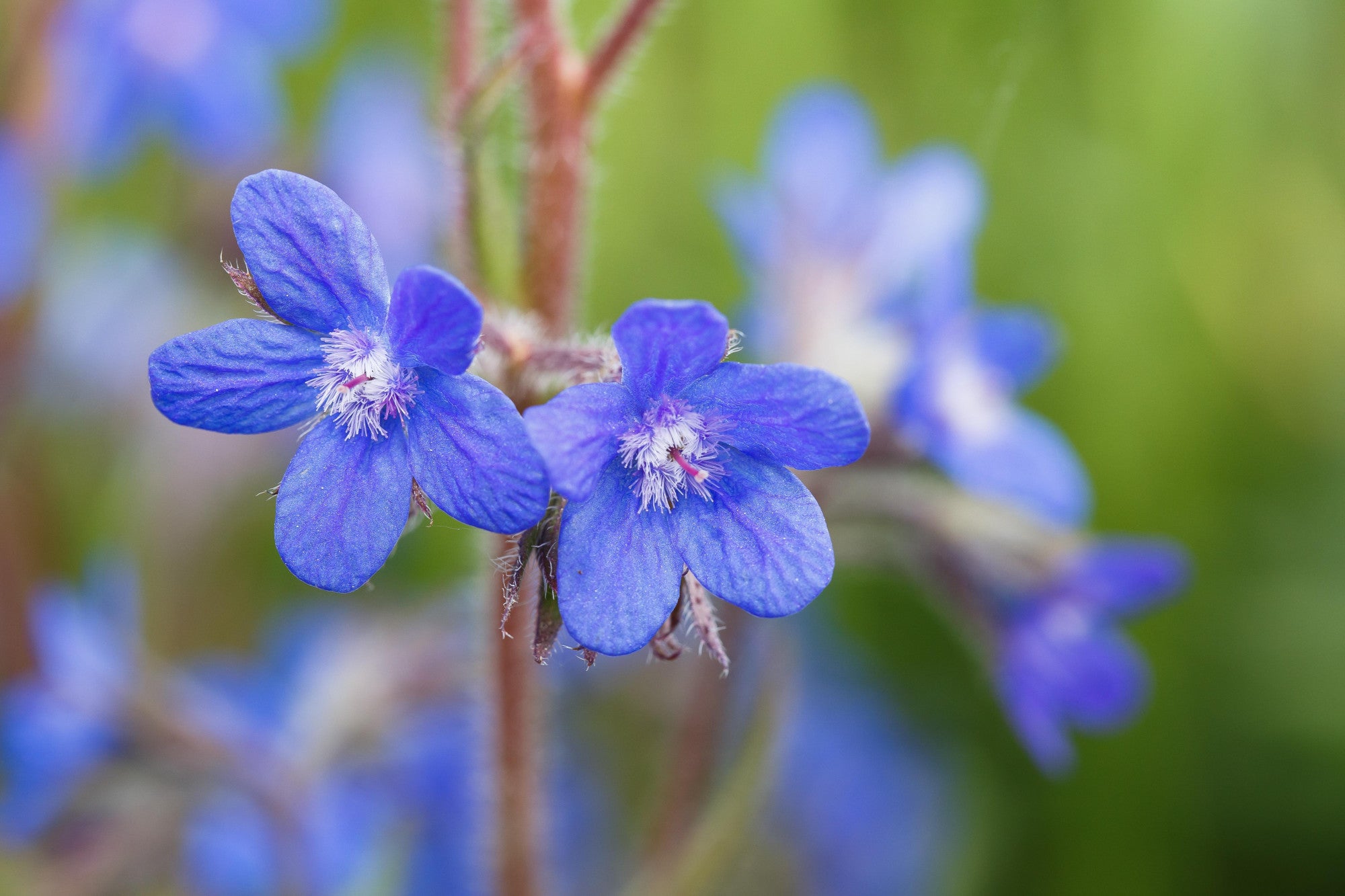 Anchusa azurea (Große Ochsenzunge)