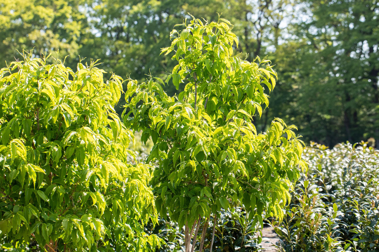 Heptacodium , verfügbar in 6 Größen und Variantenschöne Blüte;;hier kaufen