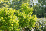 Heptacodium , verfügbar in 6 Größen und Variantenschöne Blüte;;hier kaufen